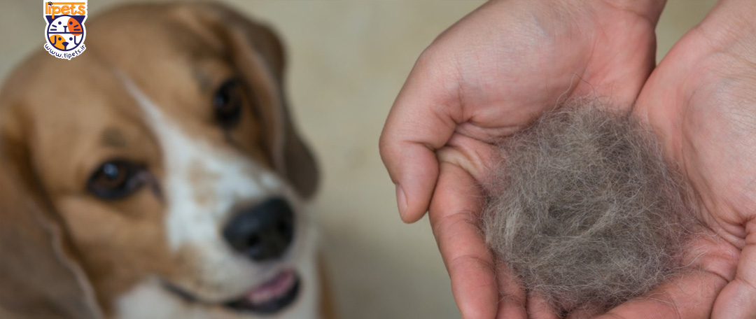 ریزش موی سگ و راه درمان