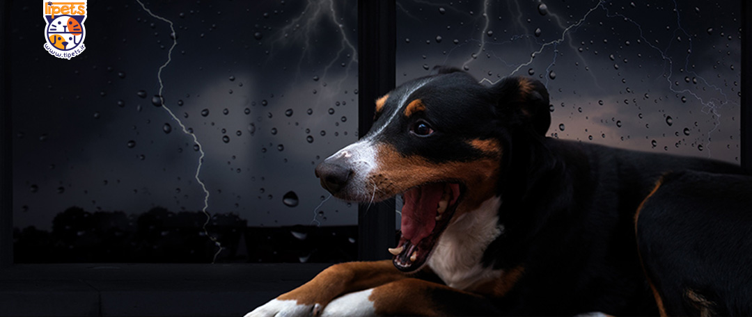 حساسیت آب هوا سگ