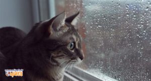 حساسیت آب هوا گربه