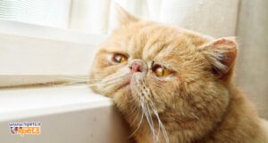 پت شاپ آنلاین تی پتس - آلرژی گربه و راه درمان آن