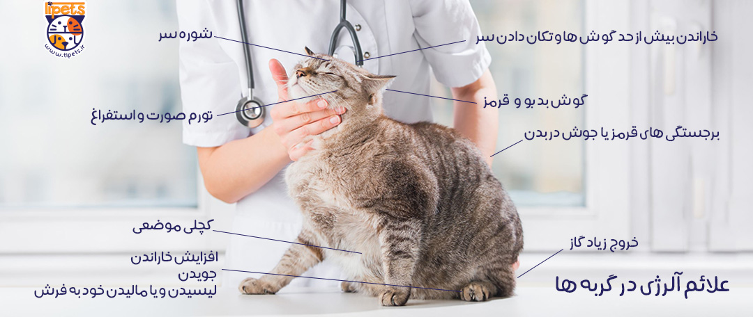علائم آلرژی و حساسیت در گربه ها