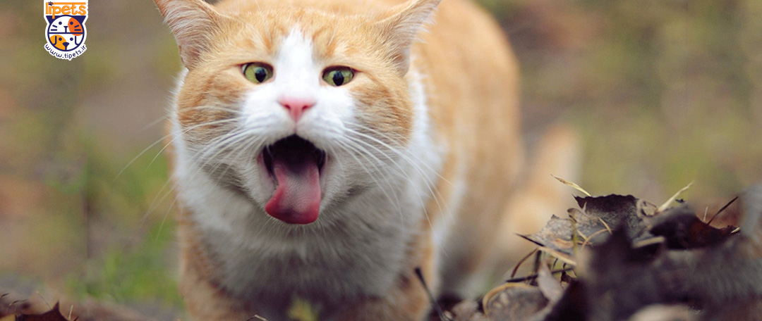 علایم آلرژی و حساسیت غذایی در گربه ها