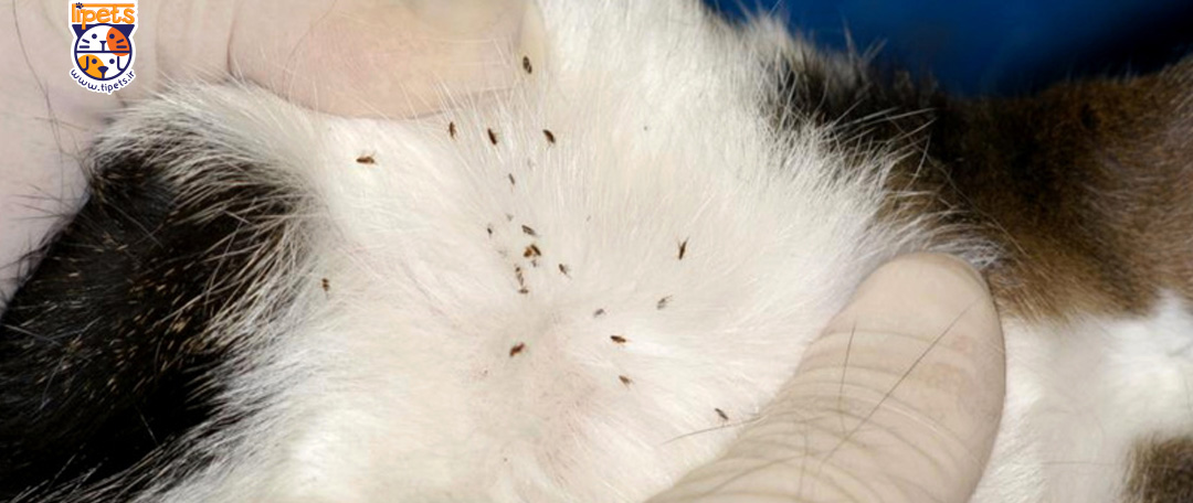 بیماری هایی که باعث ریزش موی گربه می شوند