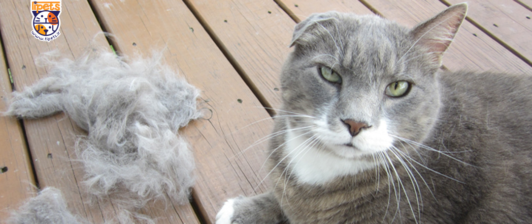 بیماری هایی که باعث ریزش مو در گربه می شود