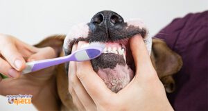 پت شاپ آنلاین تی پتس- بیماری‌های دهان و دندان سگ‌ها و گربه‌ها