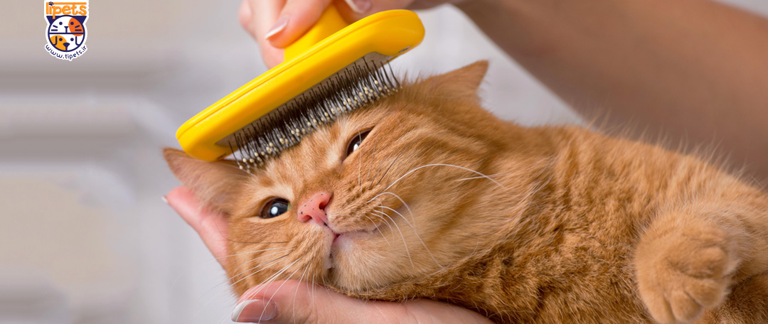 علت ریزش موی گربه ها