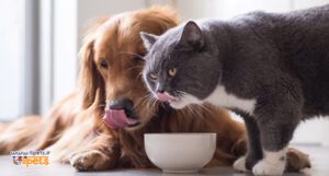 پت شاپ آنلاین تی پتس - آب آشامیدنی مناسب سگ ها و گربه