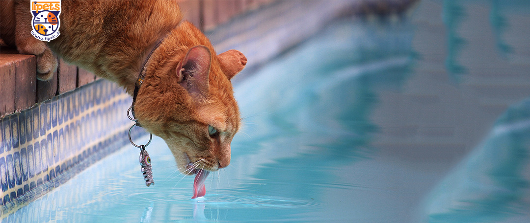 آب مناسب نوشیدن برای سگ و گربه
