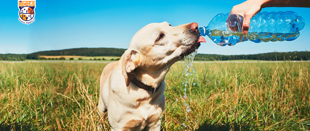 نوشیدن آب جوی برای سگ ها