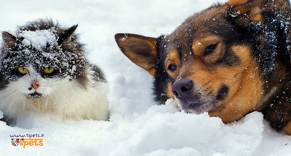 پت شاپ آنلاین تی پتس - سرما زدگی سگ و گربه در زمستان