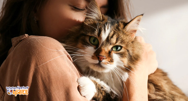 پت شاپ آنلاین تی پتس - چگونه از گربه نگهداری کنیم؟