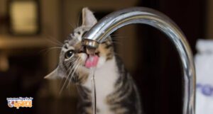 آب خوردن گربه و راه های تشویق گربه
