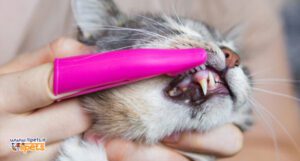 بهترین راه مراقبت از دندان سگ و گربه