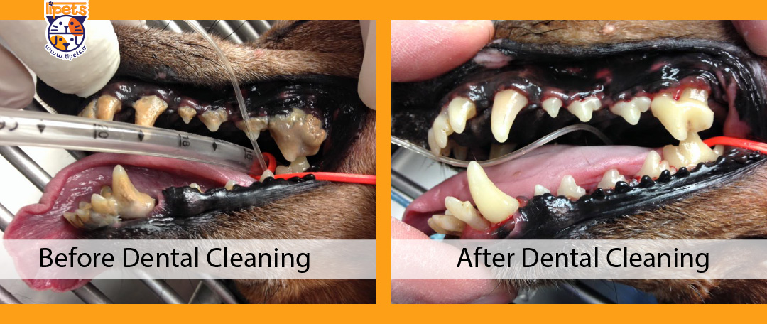 جرمگیری دندان های سگ توسط دامپزشک چگونه است