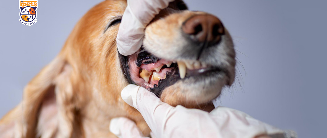 دندان های دارای پلاک و جرم سگ ها