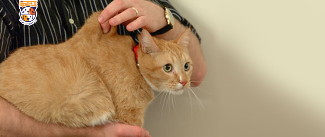 اسهال در گربه ها، علت و درمان آن