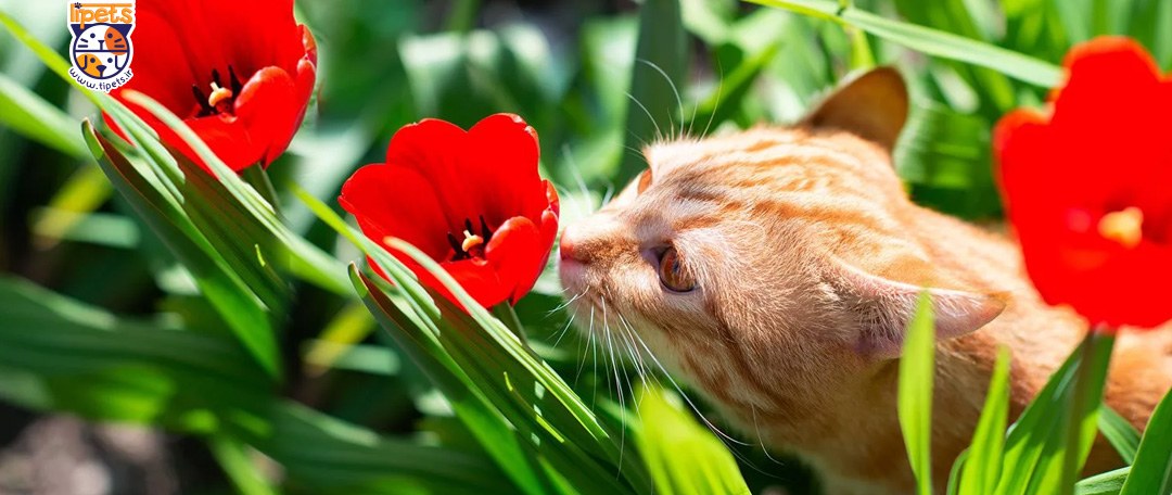 چرا گربه ام گیاهان من را می خورد؟
