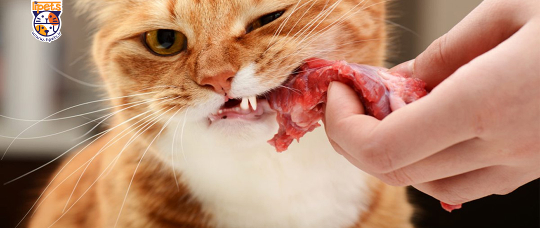 حساسیت و آلرژی سگ و گربه به غذا