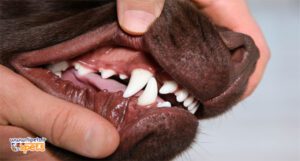 جرم گیری دندان سگ