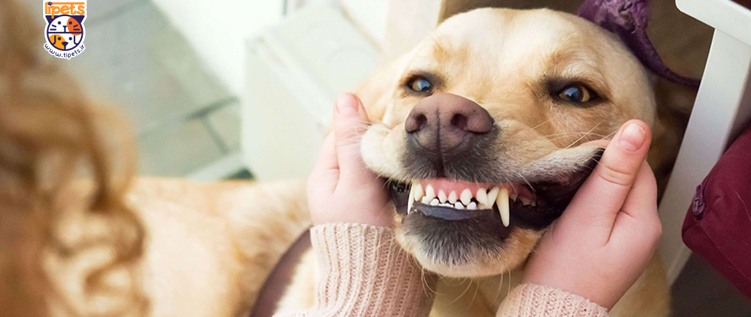 جرم گیری دندان سگ