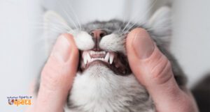 جرم‌ گیری دندان گربه