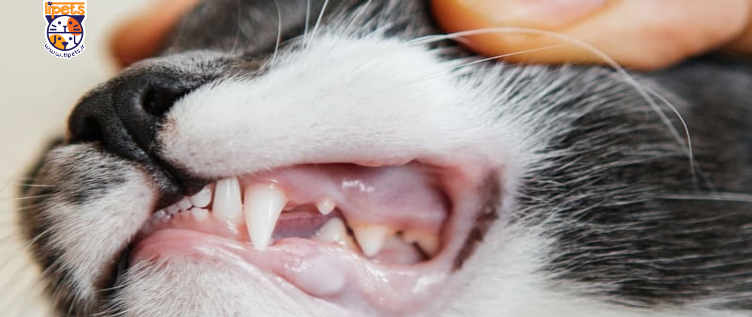 جرم‌ گیری دندان گربه