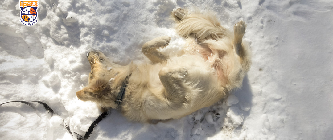 آیا سگ ها در زمستان به استفاده از ضد کک و کنه نیاز دارند؟