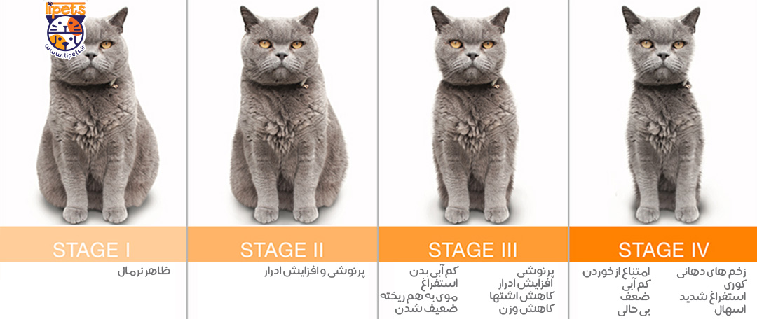 مراحل نارسایی کلیه در گربه ها و علائم آن در این چهار مرحله