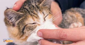  آیا گربه ها دچار سرماخوردگی می شوند؟