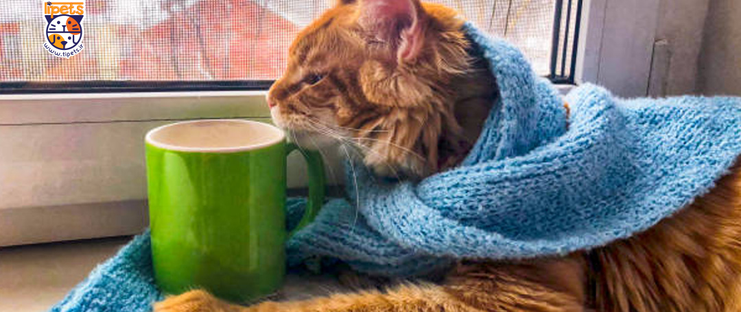  آیا گربه ها دچار سرماخوردگی می شوند؟