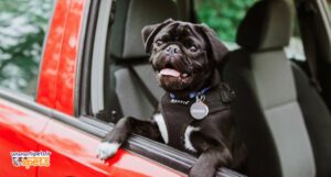 سفر با سگ در ماشین