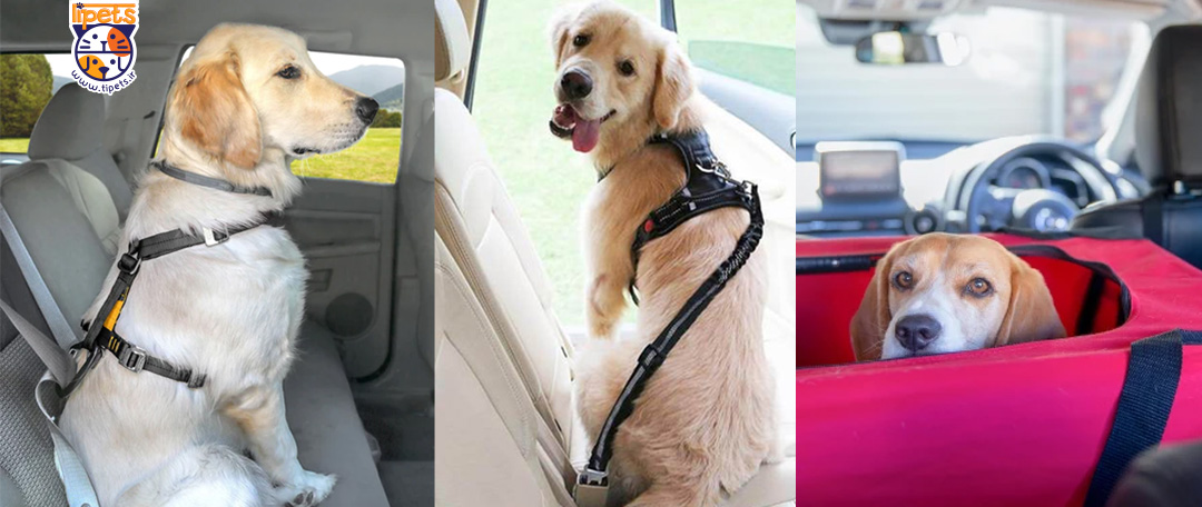 سفر با سگ در ماشین