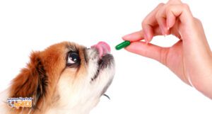 10  فواید مولتی ویتامین برای سگ ها