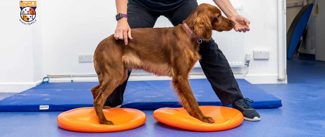 آب درمانی برای بر طرف کردن درد مفاصل سگ