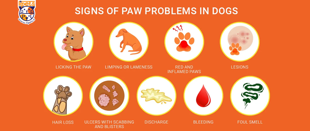 رایج ترین مشکلات پنجه سگ، علائم و درمان مشکلات پنجه سگ