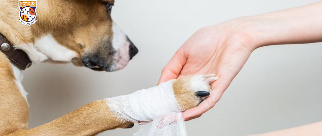 رایج ترین مشکلات پنجه سگ، علائم و درمان مشکلات پنجه سگ